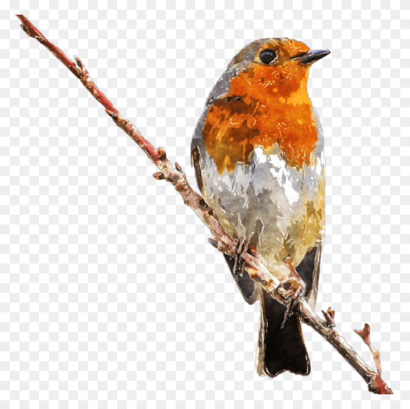 850x848 Free Robin Erithacus Rubecula Images Water Colours Of Bird, Animal, Insect, Invertebrate HD PNG Download