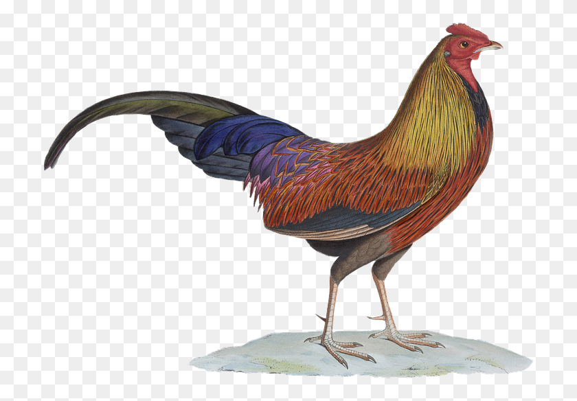 719x524 Free Rooster Drawing Images Background Gallus Lafayetii, Bird, Animal, Fowl HD PNG Download