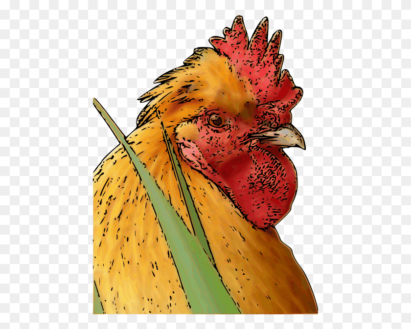 463x613 Gallo Png / Gallo Hd Png