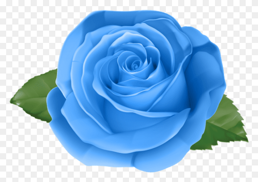 837x574 Png Роза Синяя Роза, Цветок, Растение, Цветение Hd Png