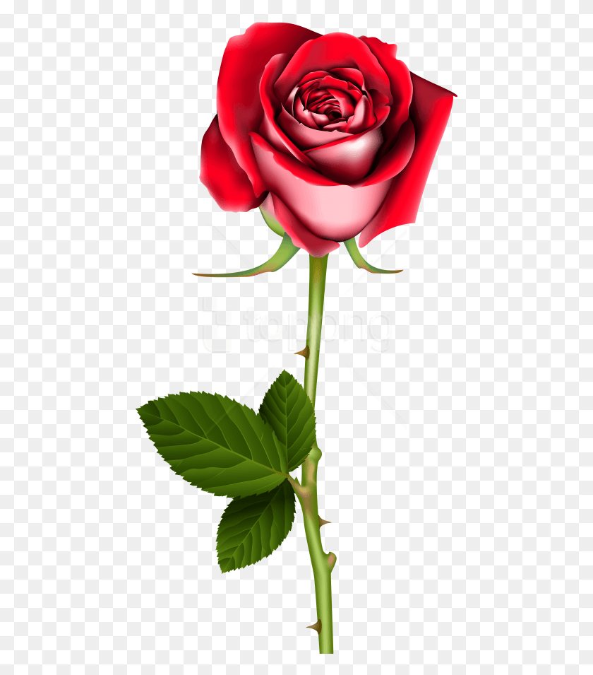 459x895 Free Rose Clipart Photo Images Imagen De Amor De Rosa, Flor, Planta, Flor Hd Png Descargar