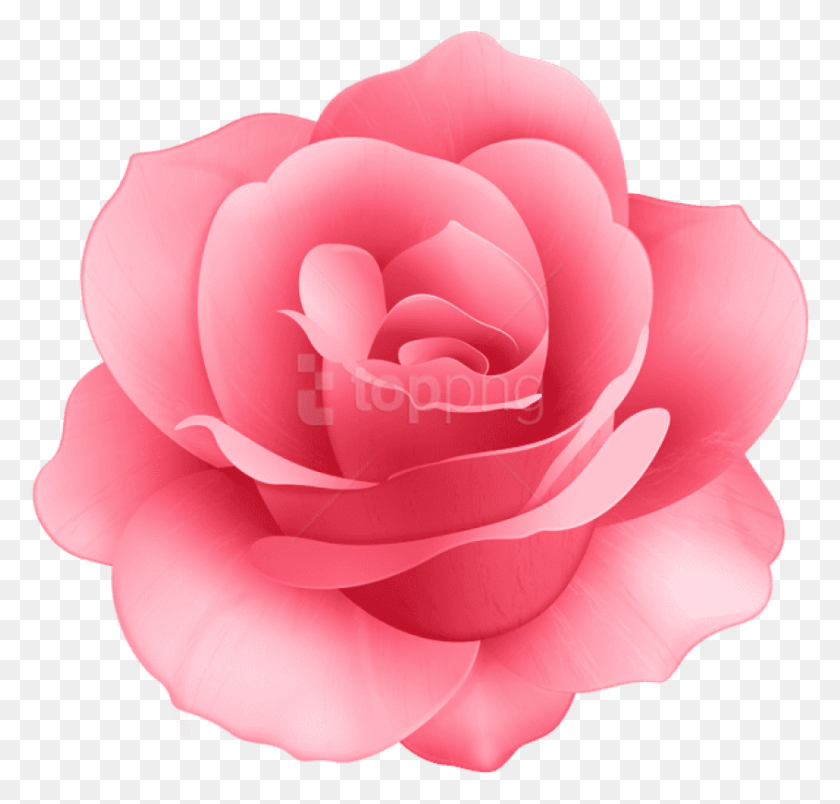 847x808 Роза Цветок Фон Изображения Роза Цветок, Роза, Цветок, Растение Hd Png Скачать
