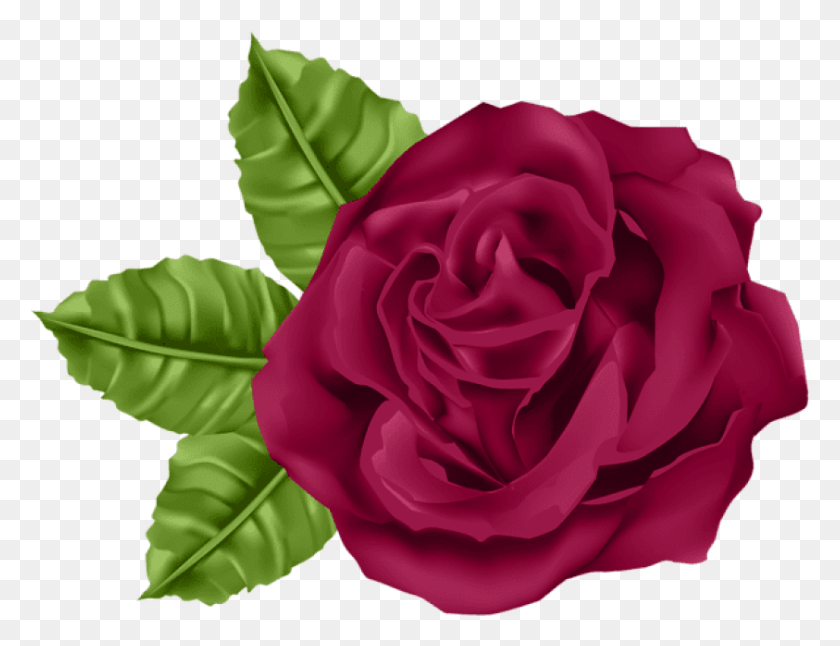 843x634 Png Роза, Роза, Цветок, Цветок, Роза Png