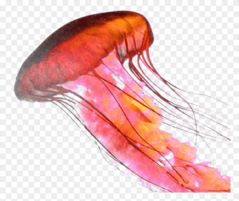 850x706 Free Rose Jellyfish Images Background Jellyfish Transparent, Invertebrate, Sea Life, Animal HD PNG Download