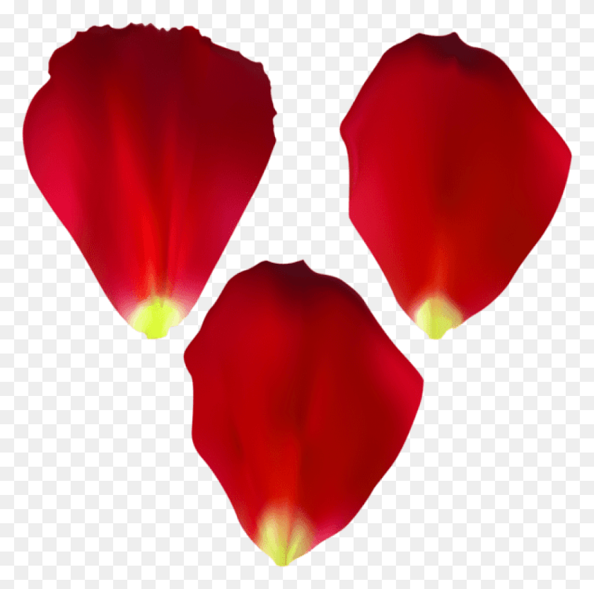 841x834 Free Rose Petals Set Transparent Images Rose Petals Clipart, Petal, Flower, Plant HD PNG Download
