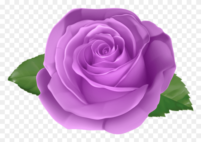 841x578 Free Rose Purple Transparent Images Rose, Flower, Plant, Blossom HD PNG Download