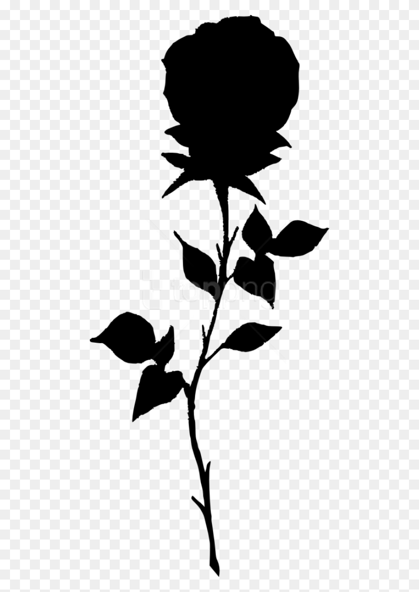480x1125 Descargar Png / Silueta De Rosa, Flor De Rosa Negra, Fondo Transparente, Hoja, Planta Hd Png