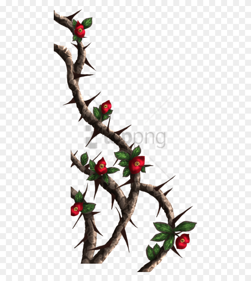 480x880 Free Rose Thorns Image With Transparent Background Thorn Vine, Animal, Tree, Plant HD PNG Download