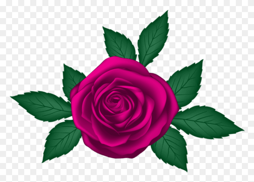 842x587 Free Rose Transparent Images Background Rose, Flower, Plant, Blossom HD PNG Download