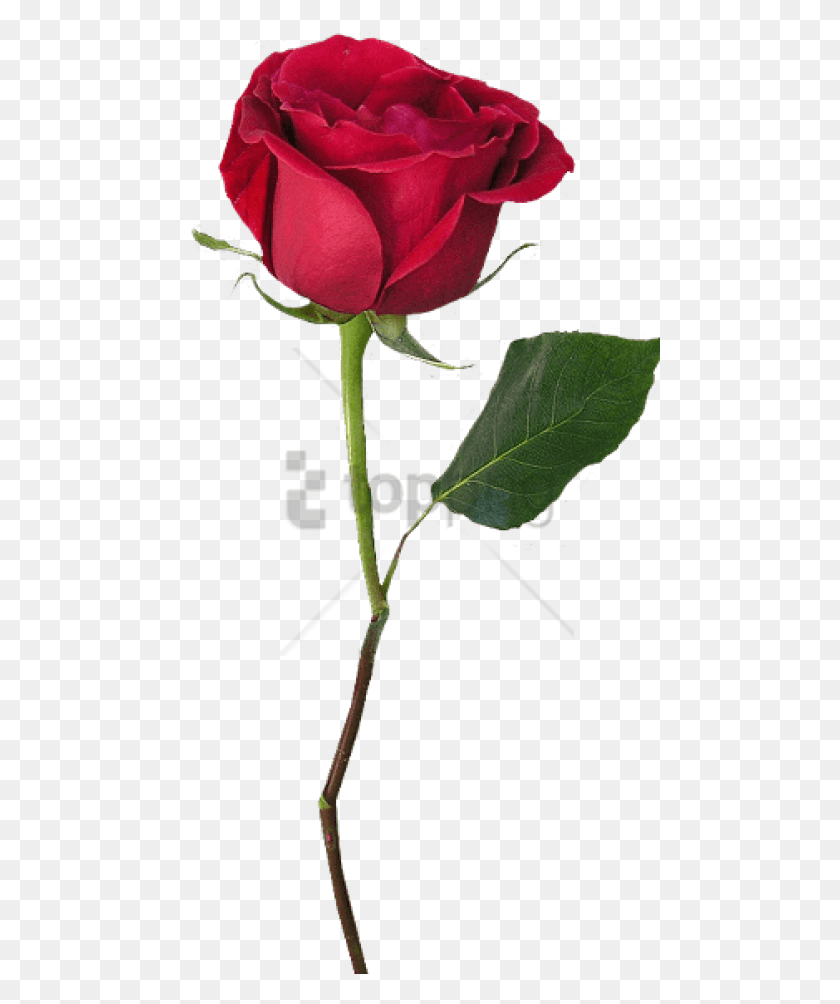 480x944 Png Роза Со Стеблем С Прозрачной Красной Розой, Цветок, Растение, Цветение Png Скачать