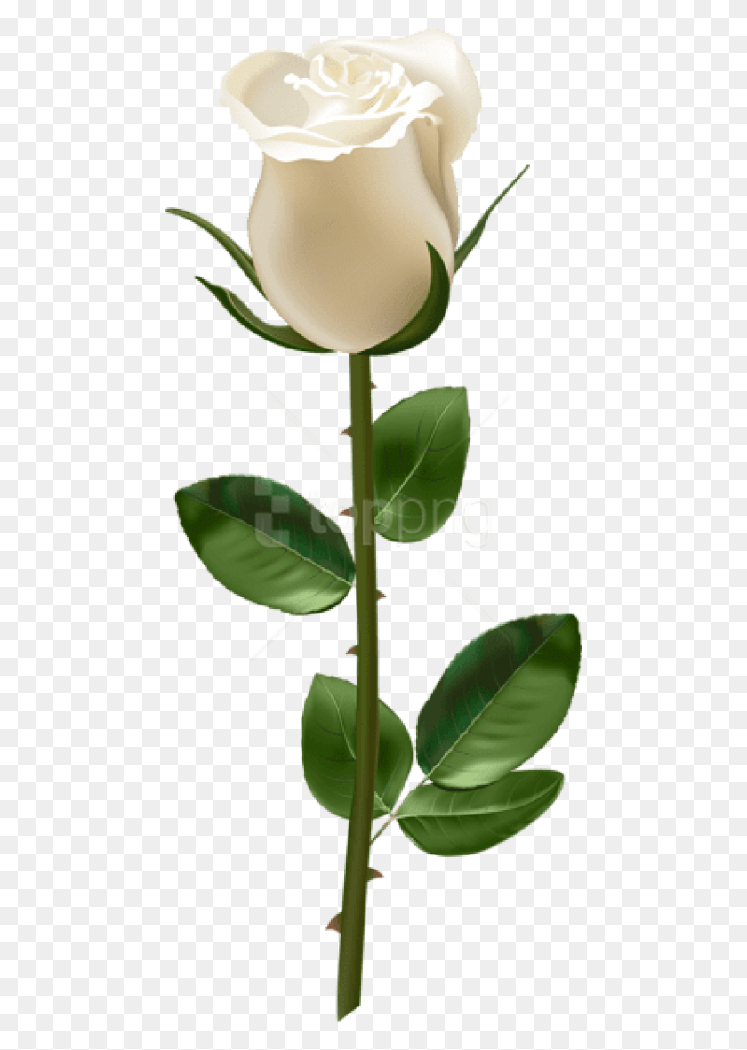 475x1121 Free Rose With Stem White Images Background Red Rose With Stem, Plant, Leaf, Flower HD PNG Download