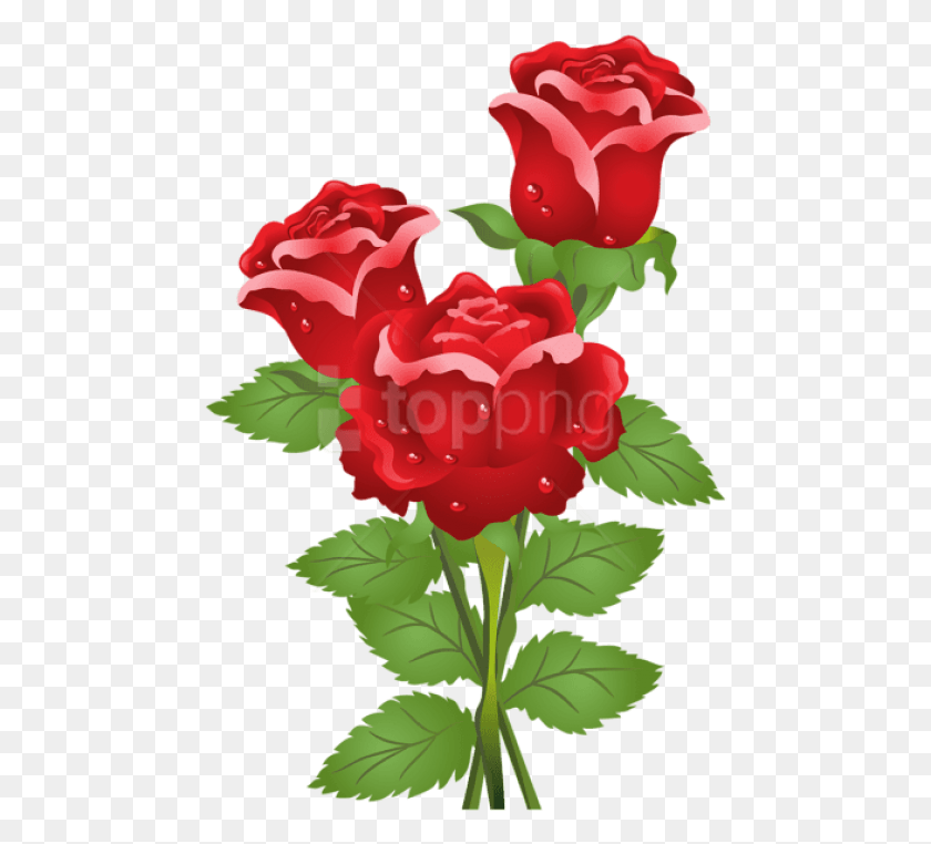 473x702 Free Roses Images Background Images Real Rose Flower With Butterfly, Plant, Flower, Blossom HD PNG Download