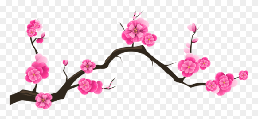 849x360 Free Sakura Branch Transparent Images Cherry Blossom Transparent Background, Plant, Flower, Blossom HD PNG Download