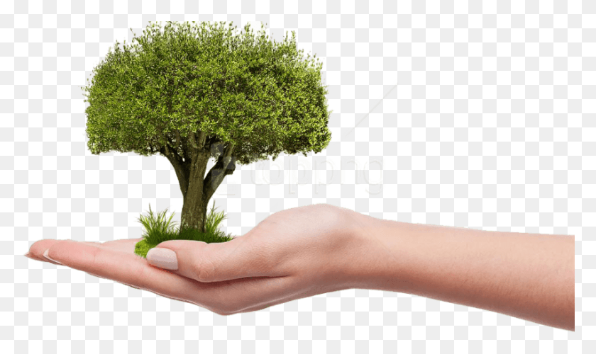 850x480 Free Save Tree Images Background Plant A Tree, Person, Human, Hand HD PNG Download