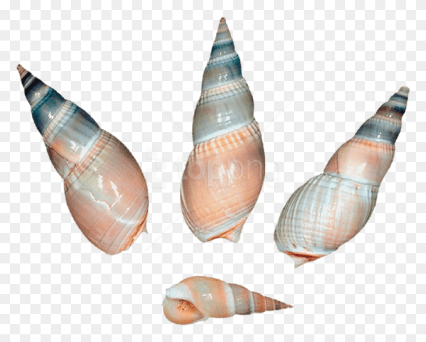 790x623 Free Sea Snail Shells Clipart Shell, Sea Life, Animal, Invertebrate HD PNG Download