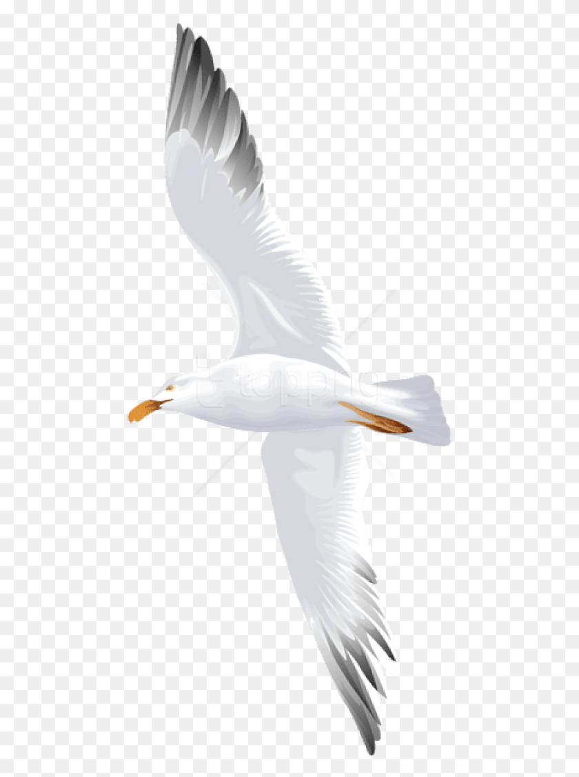 471x1066 Free Seagull Flying Images Background Water Bird, Animal, Albatross, Waterfowl HD PNG Download