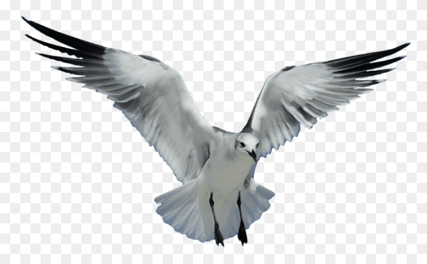 850x502 Free Seagull Transparent Images Background Sea Bird No Background, Animal, Dove, Pigeon HD PNG Download