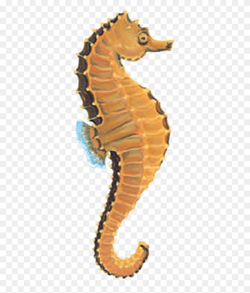 349x923 Free Seahorse Real Sea Horse, Sea Life, Animal, Mammal HD PNG Download