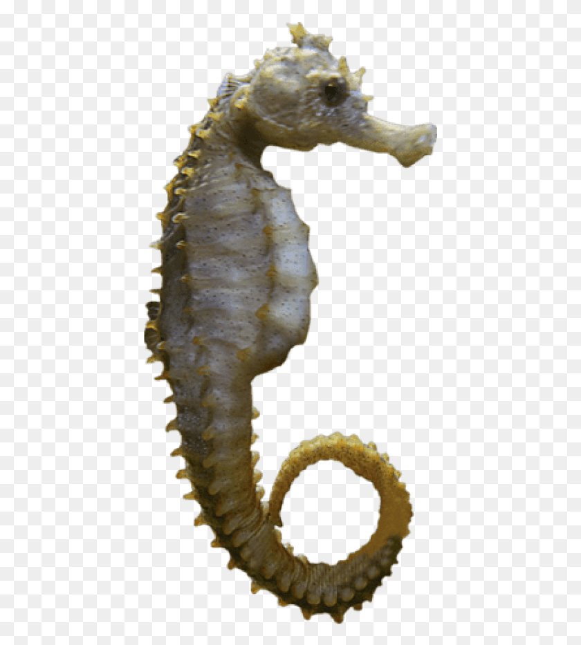 425x873 Free Seahorse Sideview Images Background Seahorse, Mammal, Sea Life, Animal HD PNG Download