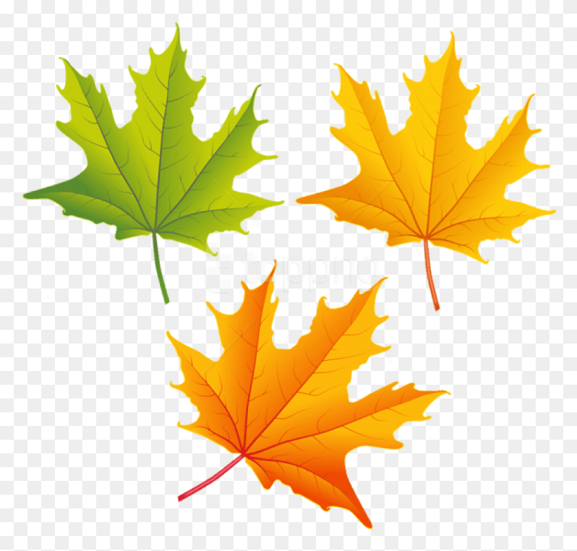 827x787 Free Set Of Autumn Leaves Clipart Autumn Leaves Clipart, Leaf, Plant, Tree HD PNG Download