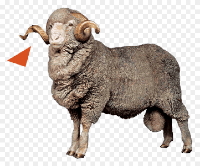 851x698 Free Sheep Images Image With Transparent Bighorn, Mammal, Animal, Buffalo HD PNG Download