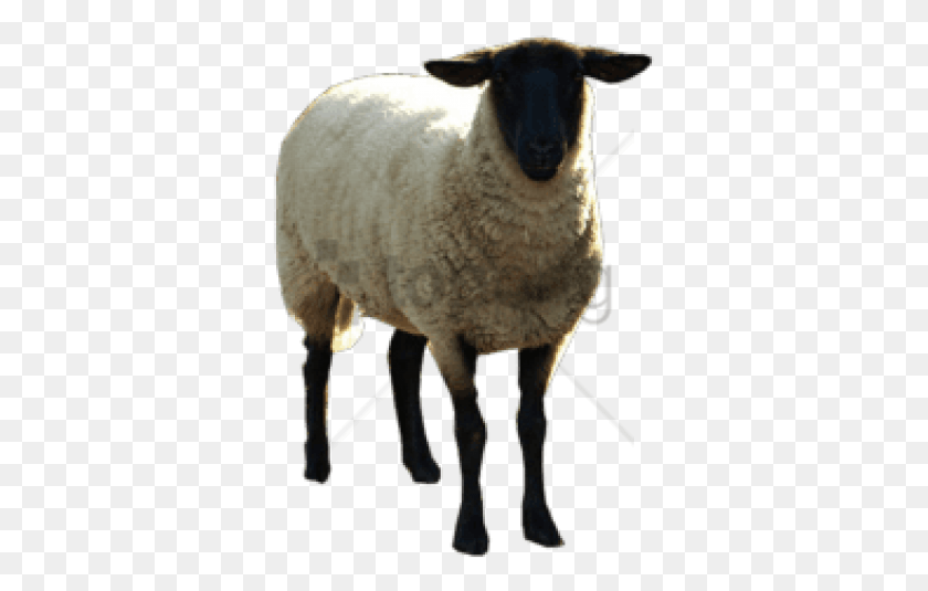347x475 Free Sheep Images Image With Transparent Black Sheep, Mammal, Animal HD PNG Download