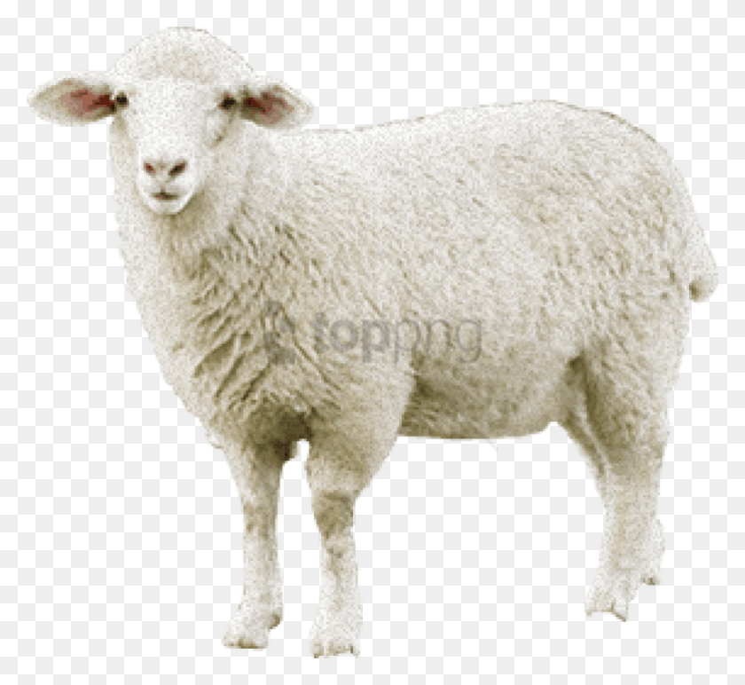 850x776 Png Овца, Млекопитающее, Животное, Овца, Овца Png Скачать Бесплатно
