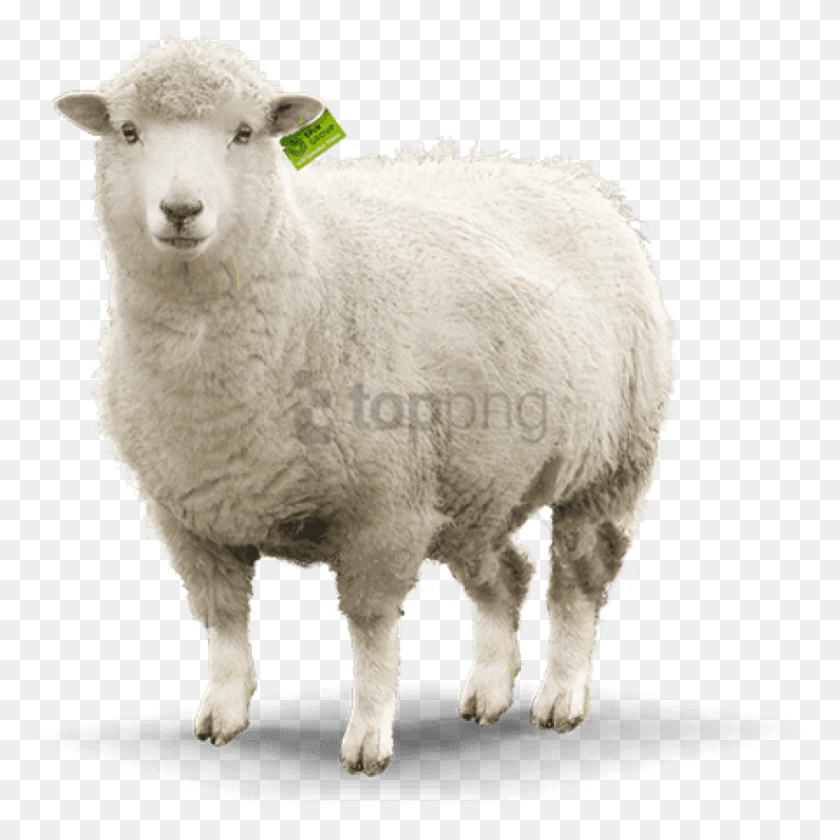 823x824 Free Sheep Images Image With Transparent Sheep Pictures, Mammal, Animal HD PNG Download