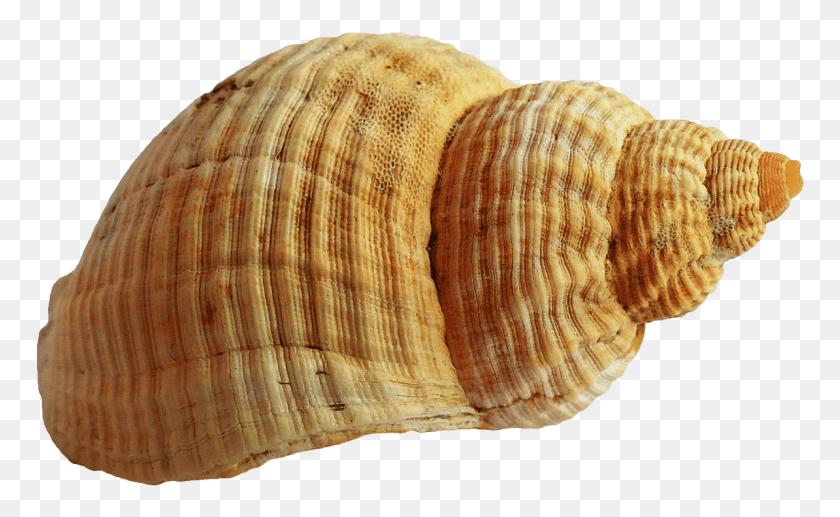 771x457 Free Shell Images Transparent Transparent Background Seashell, Sea Life, Animal, Conch HD PNG Download