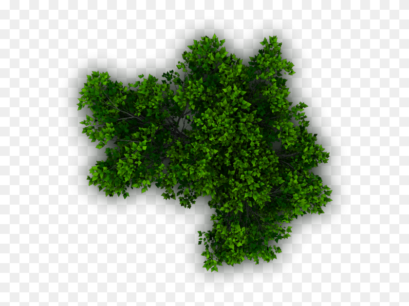 606x568 Вид Сверху Кустарник, Растение, Зеленый, Дерево Hd Png Скачать