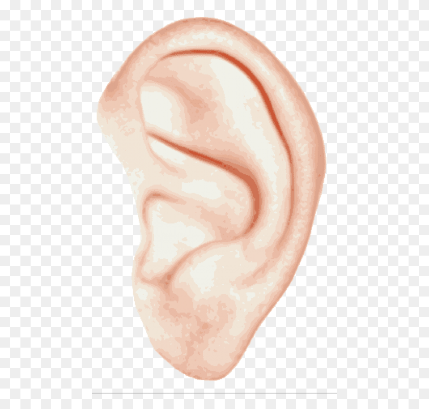 481x740 Free Single Ear Images Background Illustration HD PNG Download