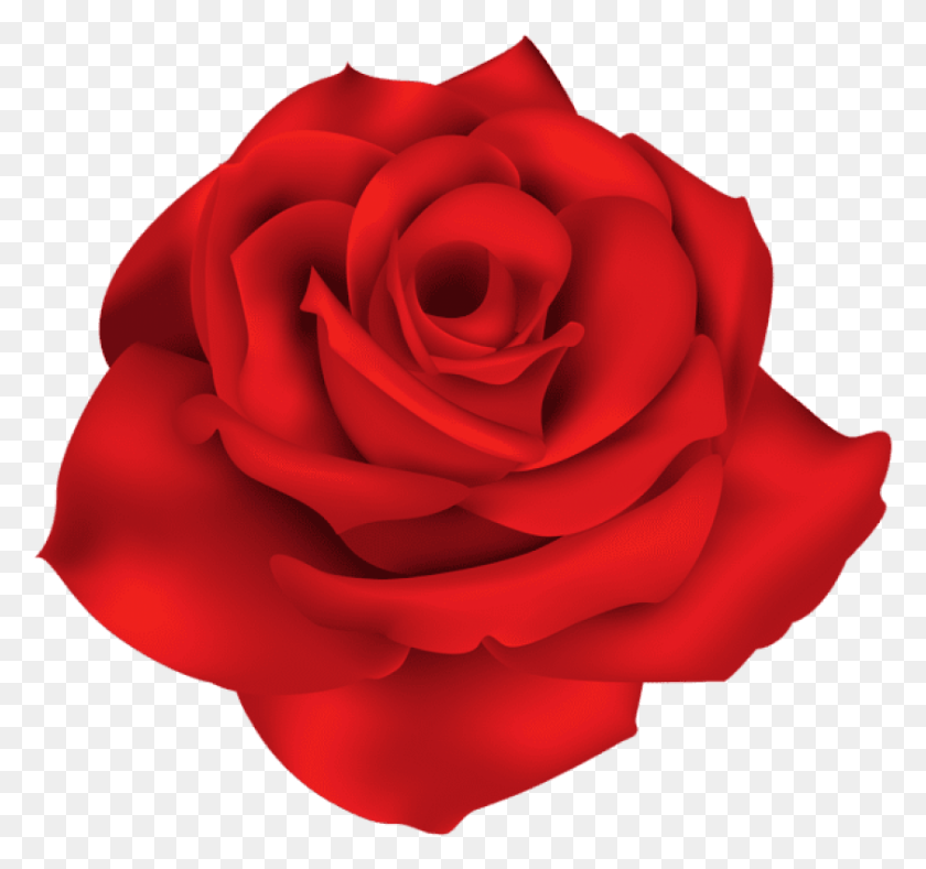 842x788 Free Single Red Rose Images Background Red Flowers, Rose, Flower, Plant HD PNG Download
