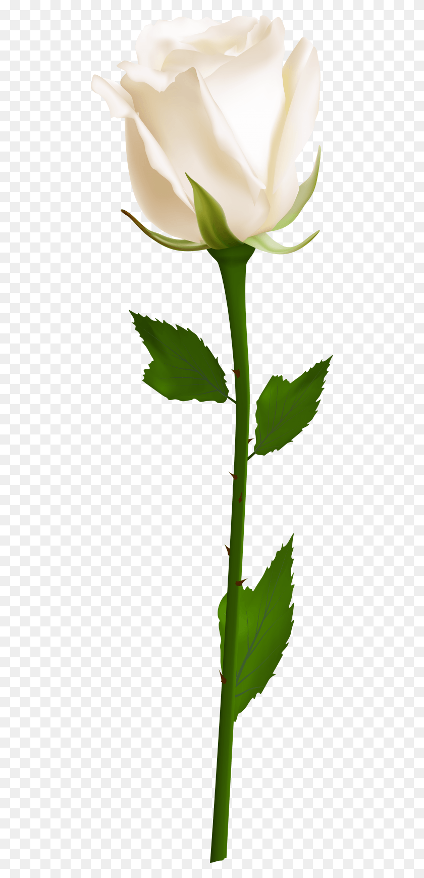 480x1678 Free Single White Rose Images Background White Rose Transparent, Leaf, Plant, Flower HD PNG Download