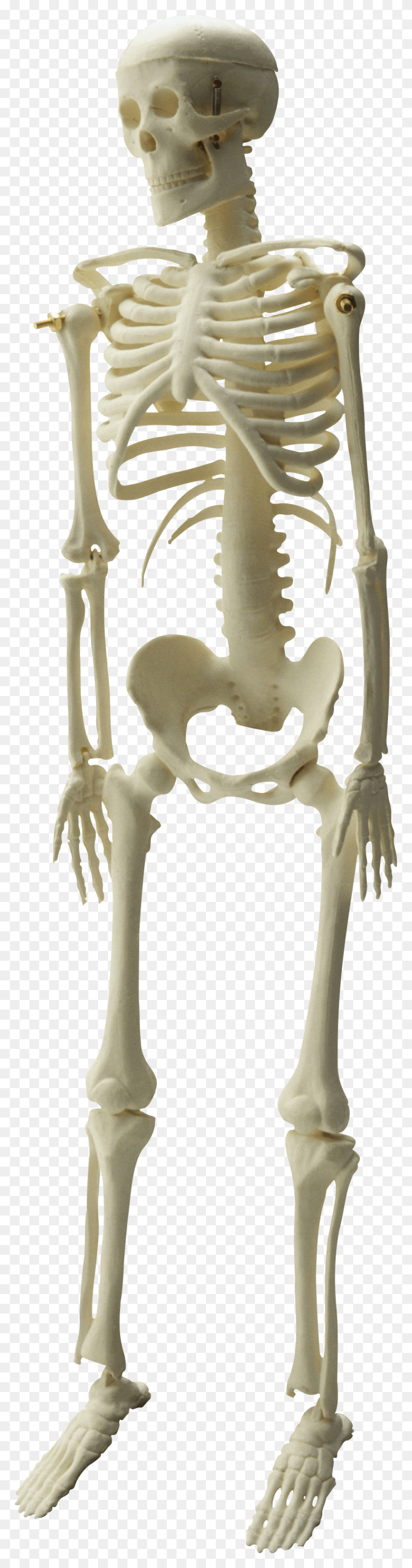 821x3305 Descargar Png Esqueleto Cráneo Imágenes De Fondo Kankal, Casco, Ropa, Vestimenta Hd Png