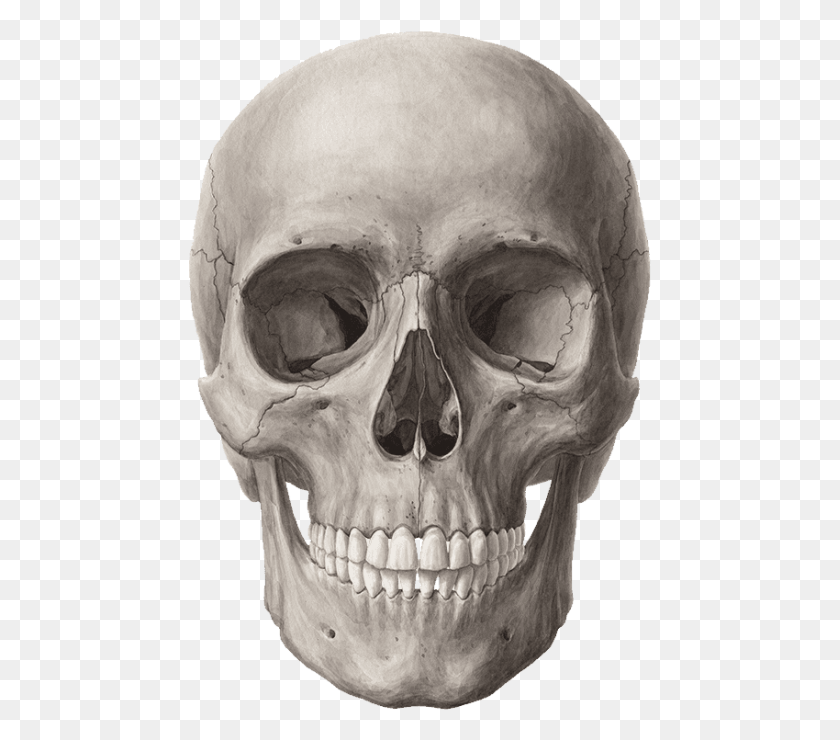 463x680 Free Skull Images Imágenes De Fondo Frontal Hueso, Persona, Humano, Cabeza Hd Png Descargar