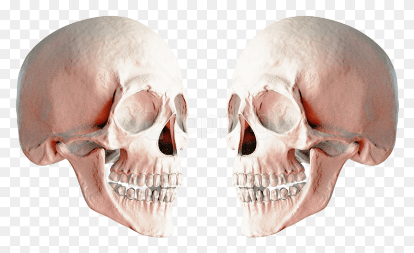 819x477 Free Skull Images Transparent Portable Network Graphics, Jaw, Person, Human HD PNG Download