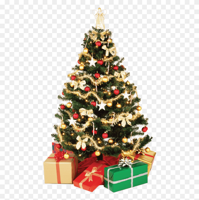 480x786 Free Small Christmas Tree Images Background High Resolution Christmas Tree, Tree, Ornament, Plant HD PNG Download
