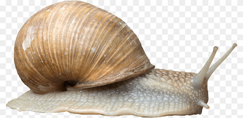 Free Snail Transparent Snail, Animal, Insect, Invertebrate, Sea Life Clipart PNG