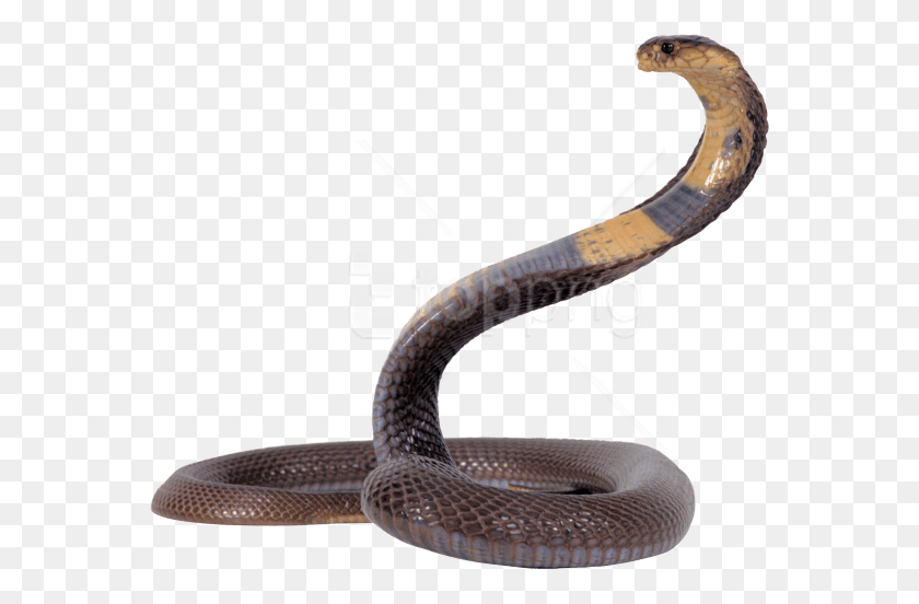 568x492 Descargar Png Serpiente Negra, Cobra, Reptil, Animal Hd Png