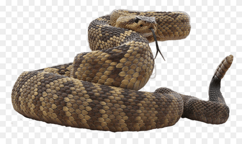 850x480 Free Snake Stickers Picsart Image With Transparent Rattlesnake, Reptile, Animal HD PNG Download