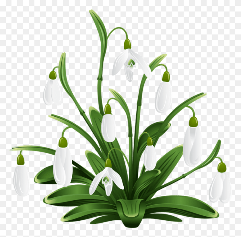 836x820 Free Snowdrops Transparent Images Snow Drops Clip Art, Plant, Amaryllidaceae, Flower HD PNG Download