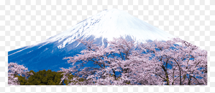 851x331 Free Snowy Mountain Images Background Japan Mt Fuji, Plant, Flower, Blossom HD PNG Download