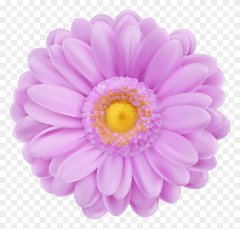850x809 Png Нежный Фиолетовый Цветок Изображения Фон Цветок Стикер, Георгин, Растение, Цветение Hd Png Скачать