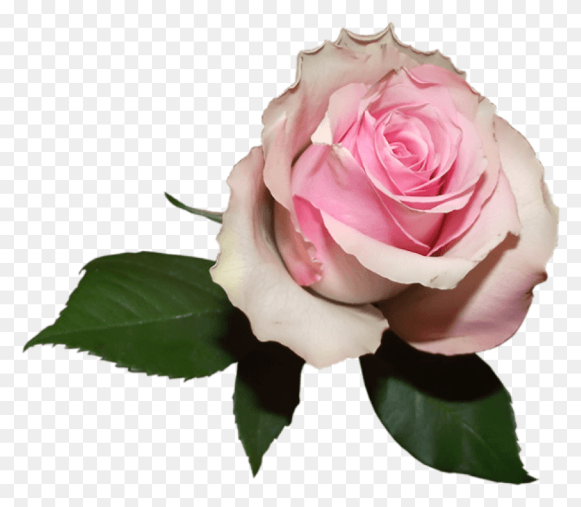 805x695 Free Soft Transparent Rose Images Transparent Pink Rose, Flor, Planta, Flor Hd Png Descargar