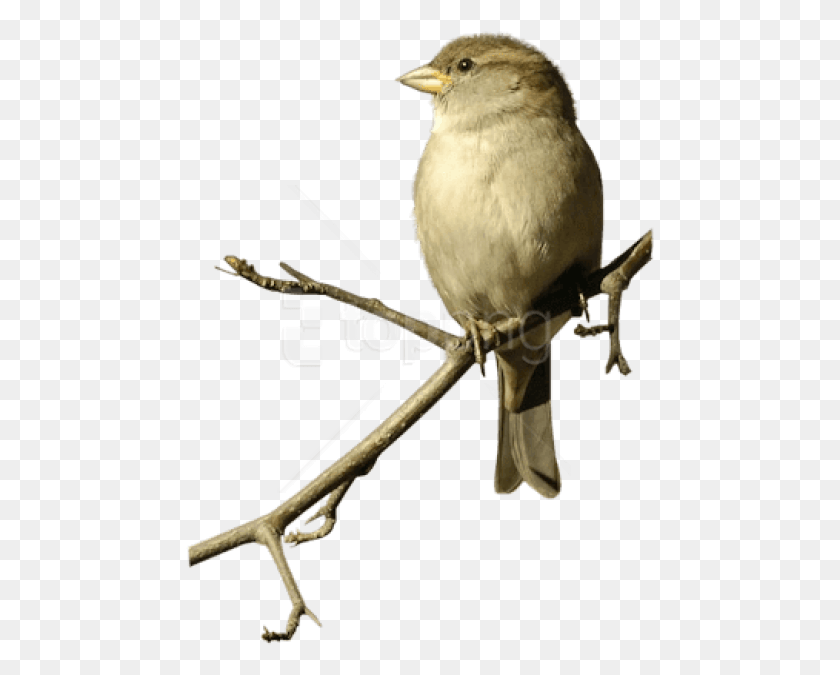469x615 Free Sparrow On Double Branche Images Sparrow, Bird, Animal, Jay HD PNG Download