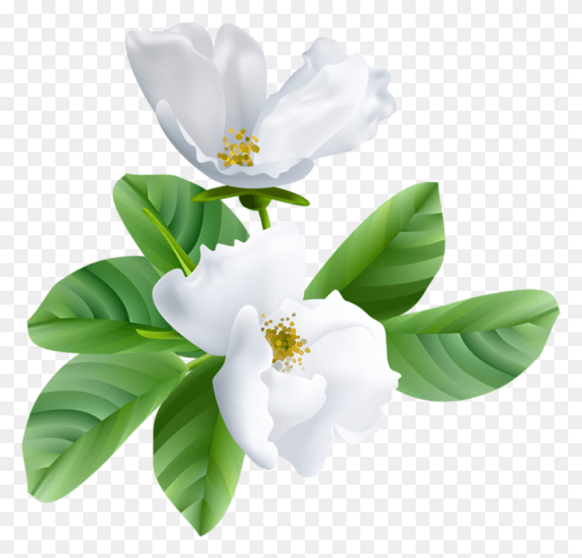 843x807 Прозрачные Изображения Весеннее Цветение Цветок Цветущий Прозрачный, Растение, Пыльник, Цветение Hd Png Скачать