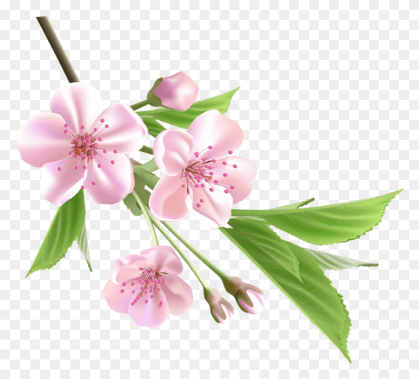 839x752 Free Spring Branch With Pink Tree Flowers Spring Flower, Plant, Flower, Blossom HD PNG Download