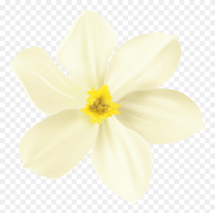 850x843 Free Spring Flower Decorative Transparent Images Rain Lily, Plant, Flower, Blossom HD PNG Download