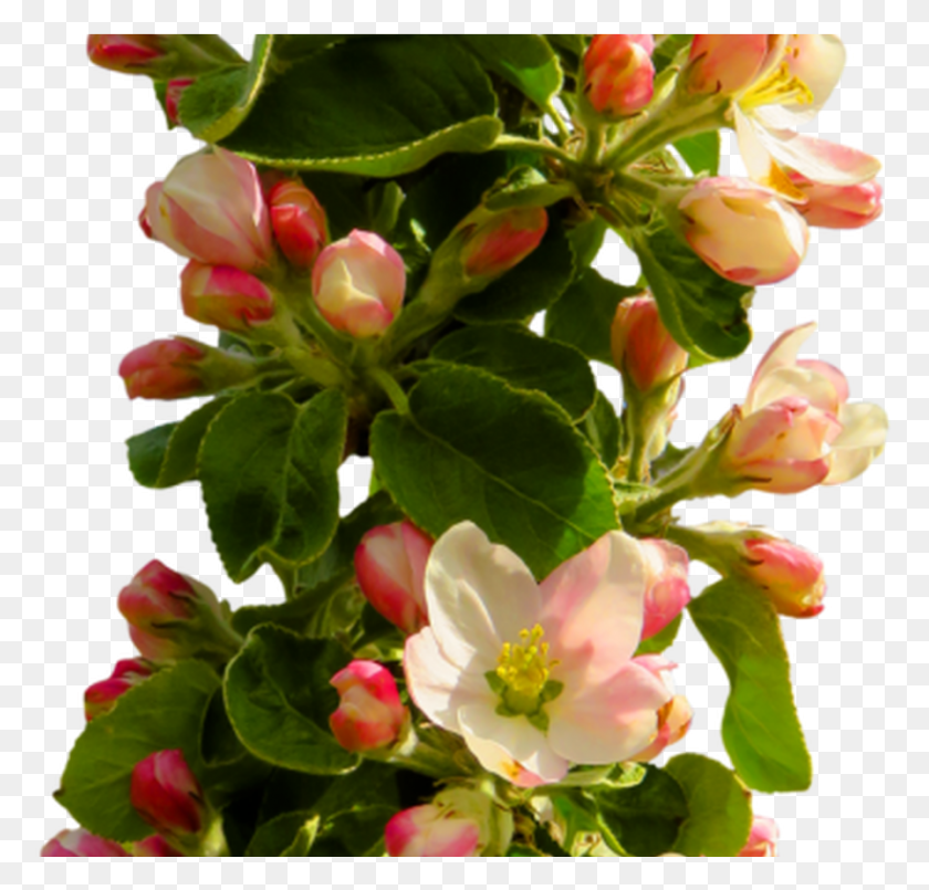 Free Spring Flower Transparent Image Peoplepngcom Flower, Plant, Blossom, Цветочная композиция PNG скачать