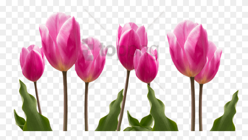 807x428 Free Spring Images Transparent Happy Birthday Dear Teacher, Plant, Flower, Blossom HD PNG Download